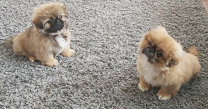 pekingese gumtree